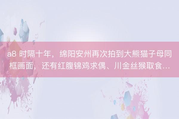 a8 时隔十年，绵阳安州再次拍到大熊猫子母同框画面，还有红腹锦鸡求偶、川金丝猴取食…