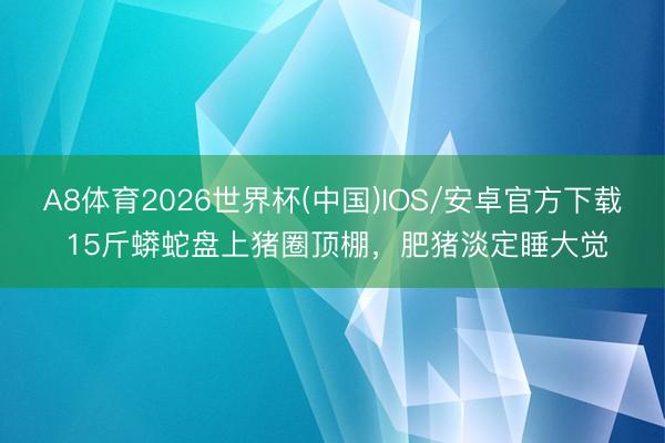 A8体育2026世界杯(中国)IOS/安卓官方下载 15斤蟒蛇盘上猪圈顶棚,肥猪淡定睡大觉